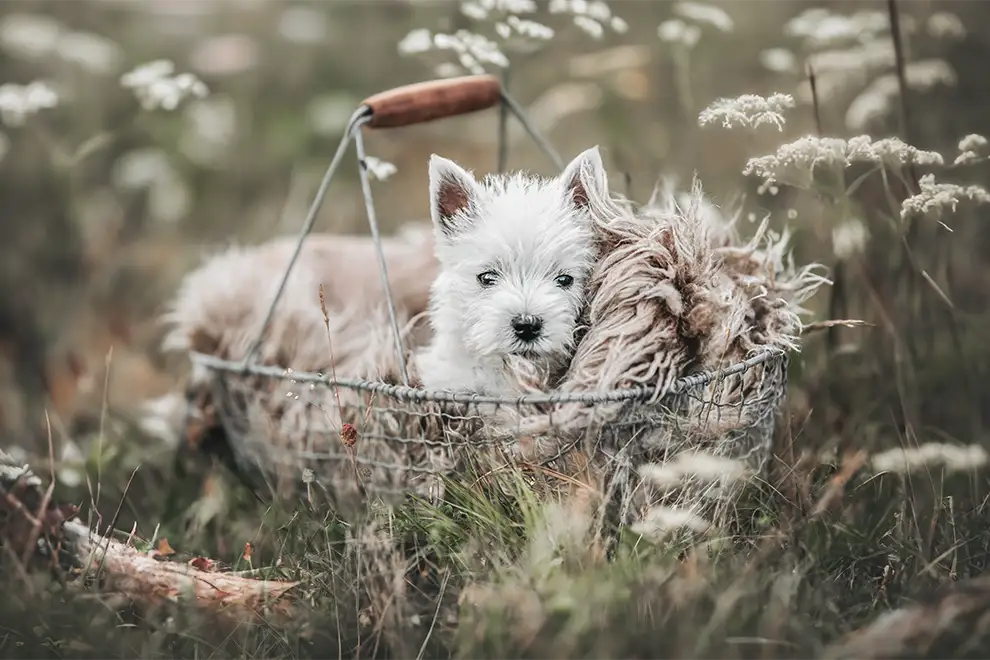 West Highland White Terrier Welpe liegt im Körbchen in einer Wiese