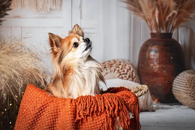 Boho-shooting mit Chihuahua in Niederkrüchten