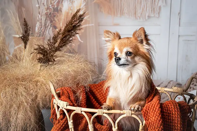 Chihuahua sitzt in einem Korb Im Fotostudio Niederkrüchten