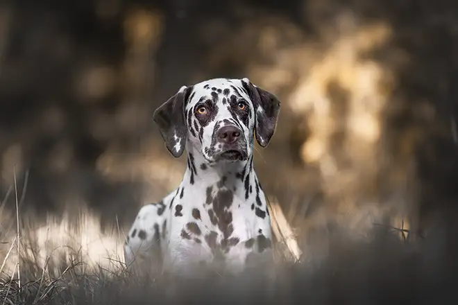 Dalmatiner beim Hundeshooting in Düsseldorf 