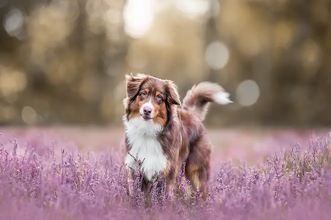 Bordercollie steht in rosa Heide in nettetal