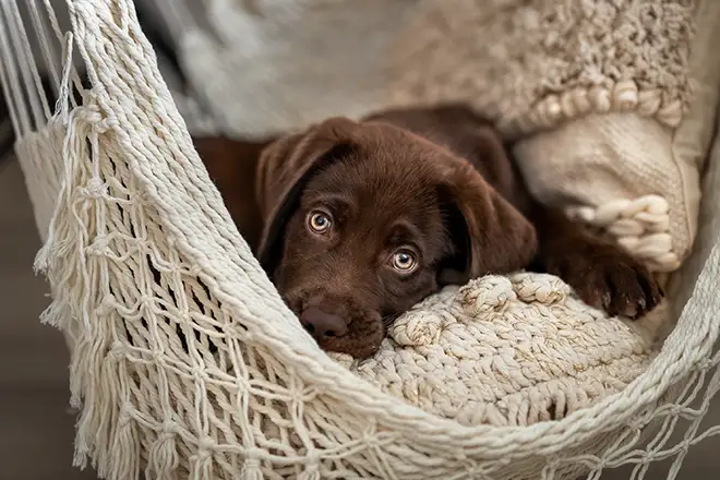 Brauner Labradorwelpe beim Hundeshooting in Nettetal