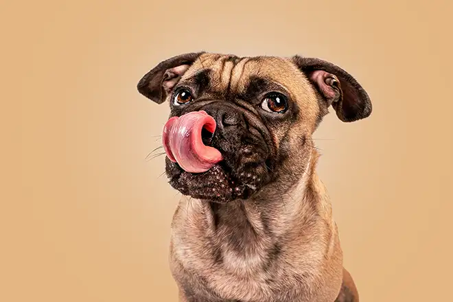 Schleckbild von einer französischer Bulldogge in Mönchengladbach vor orangem Hintergrund