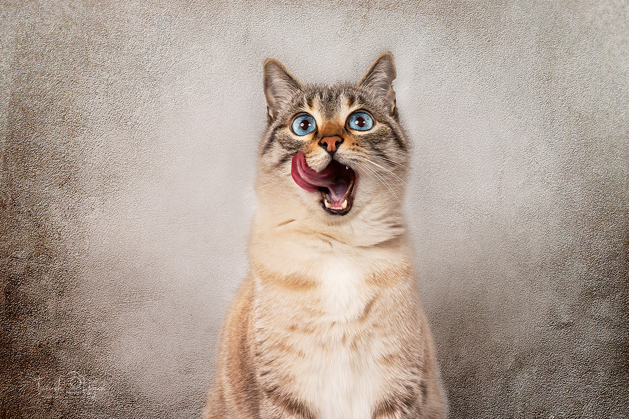 Katzenshooting zu Hause