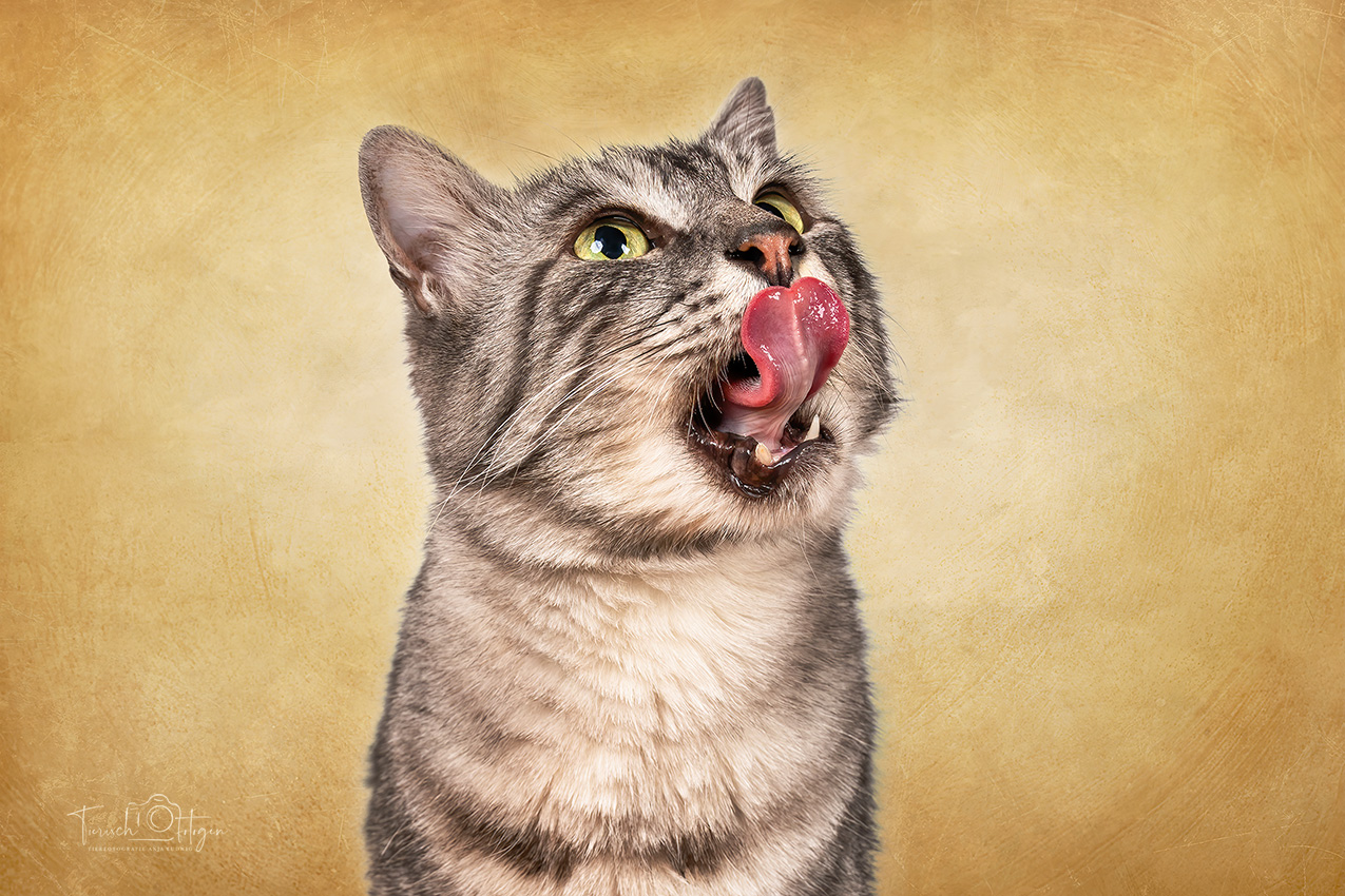 Katzenshooting zu Hause