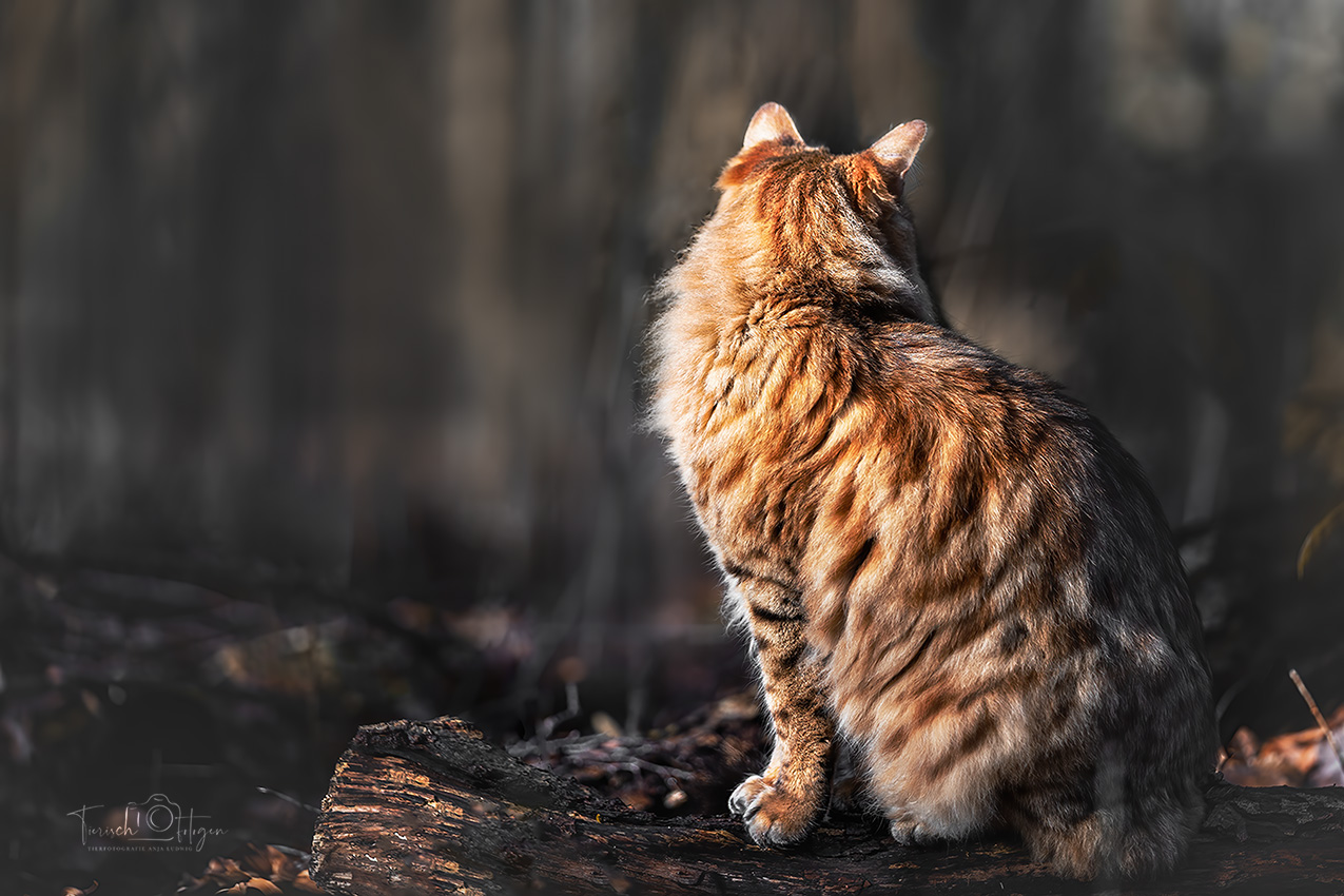 Langhaar Bengalkatze im Wald