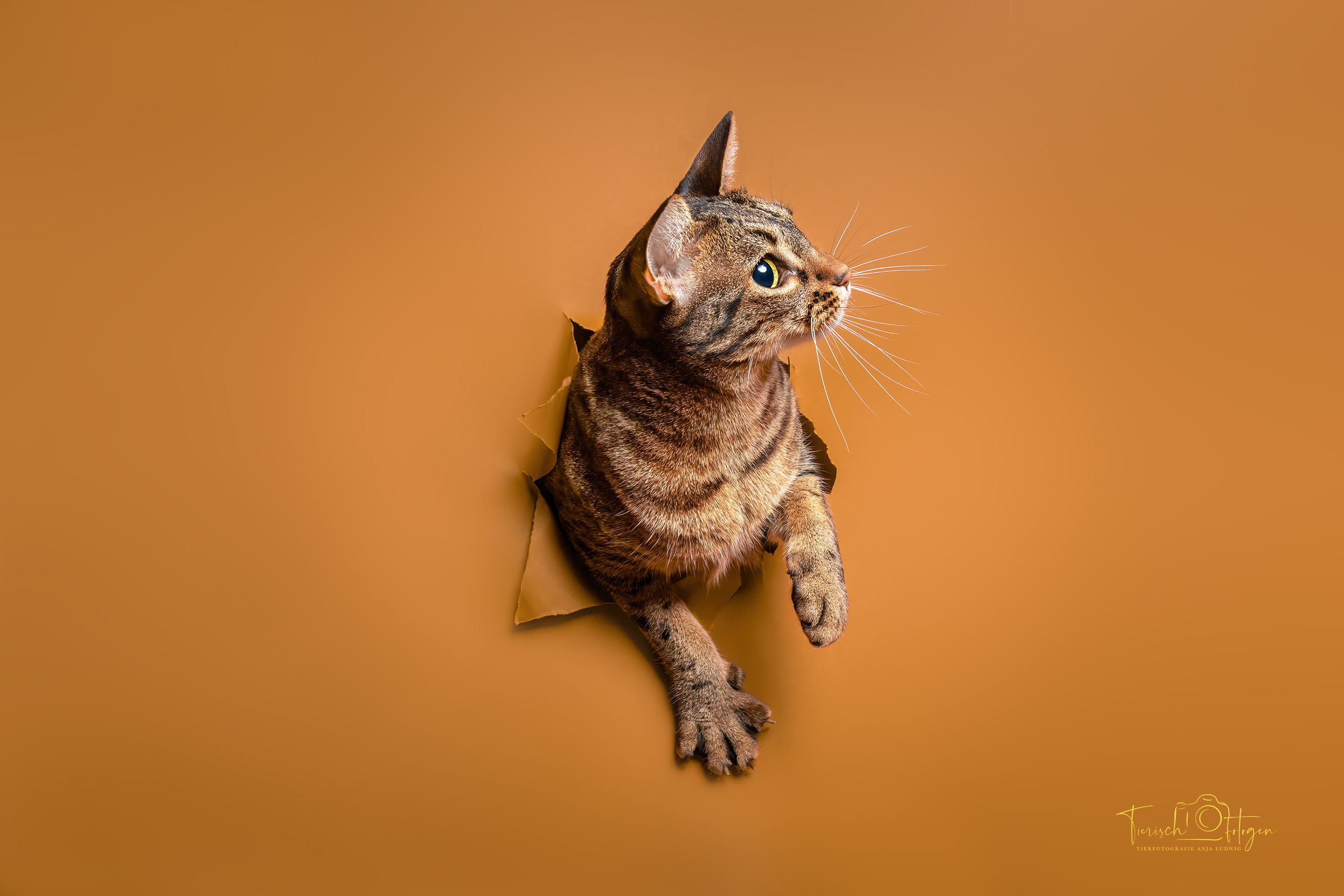 Katzen Fotografie zu Hause Studio