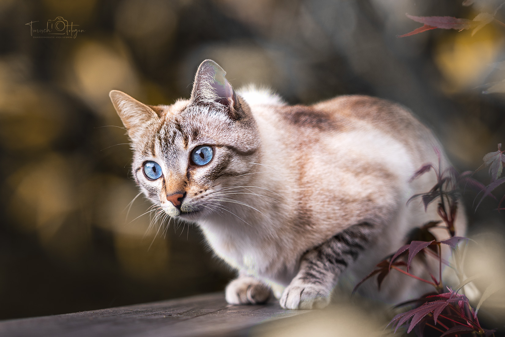 Katzen Fotografie Siamkatze
