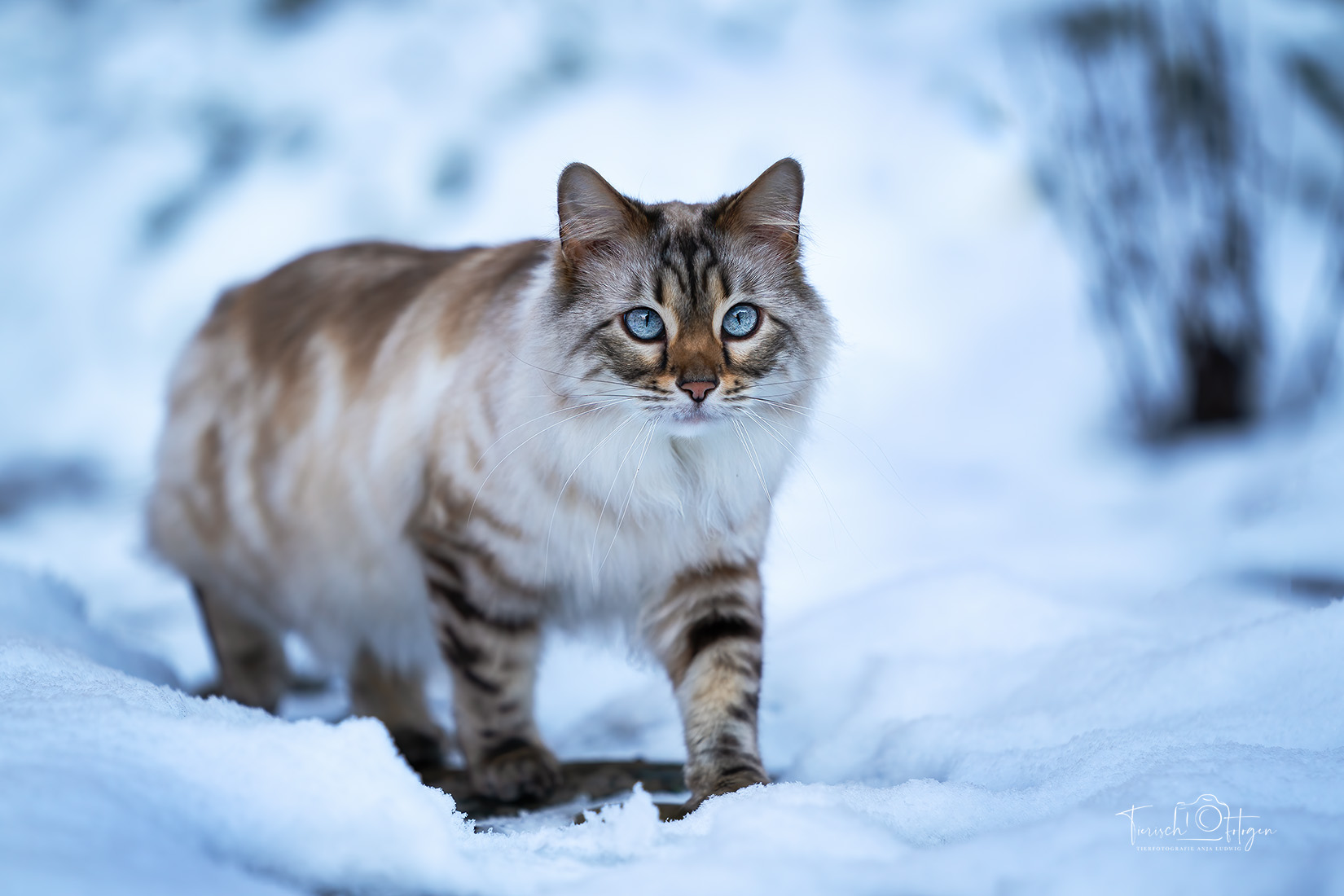 Katzenfotografie Norwegische Waldkatze