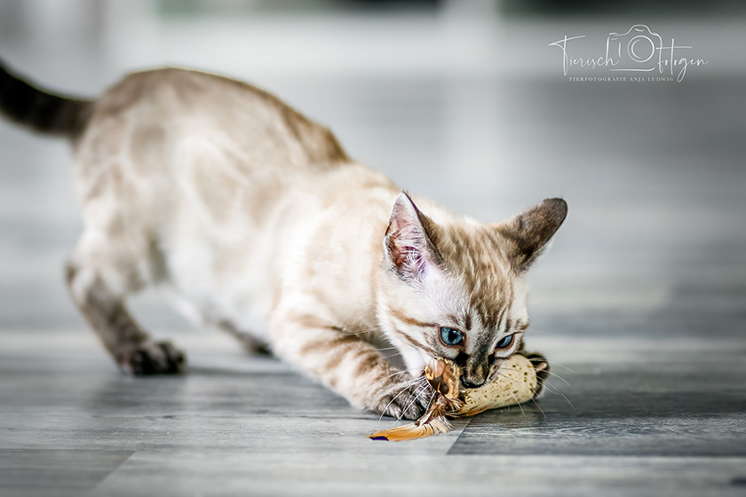 Züchtershooting Bengal Kitten