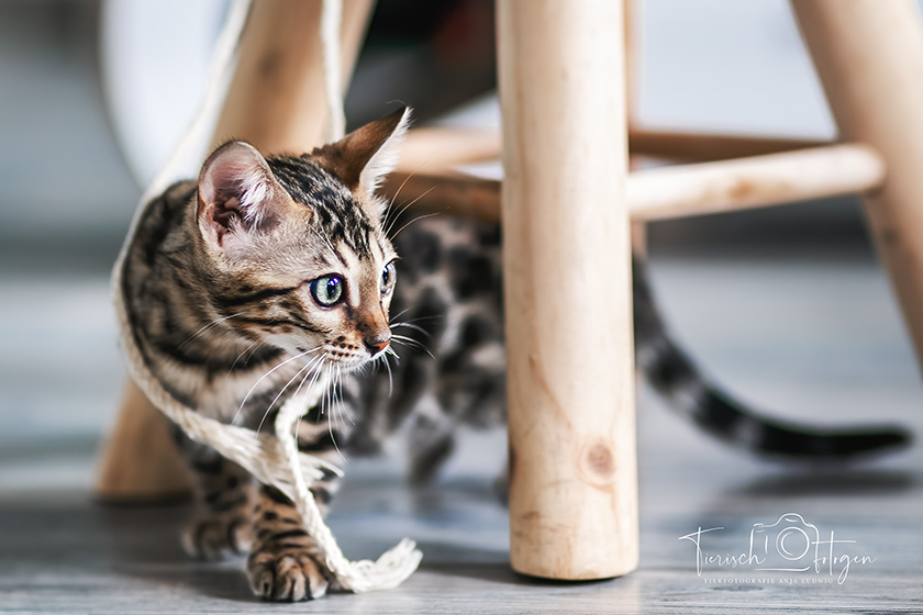 Züchtershooting Bengal Kitten