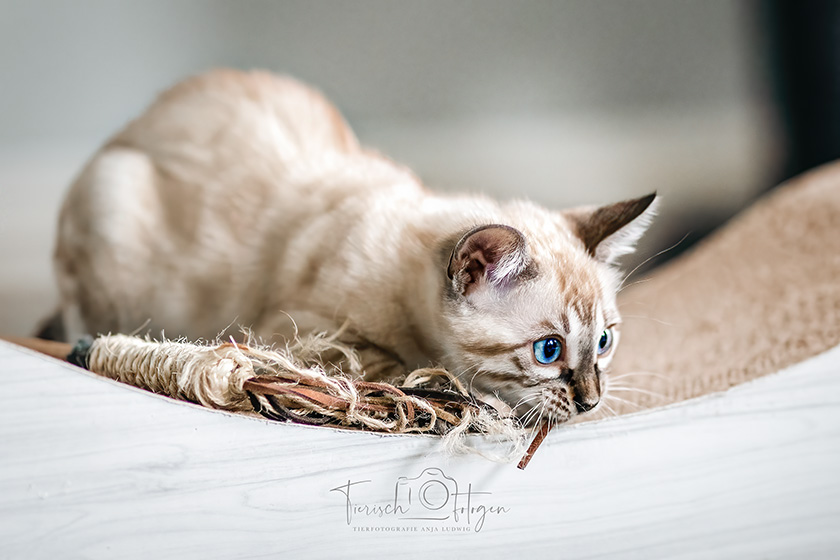 Züchtershooting Bengal Kitten