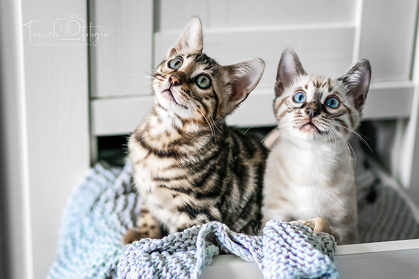 Züchtershooting Bengal Kitten