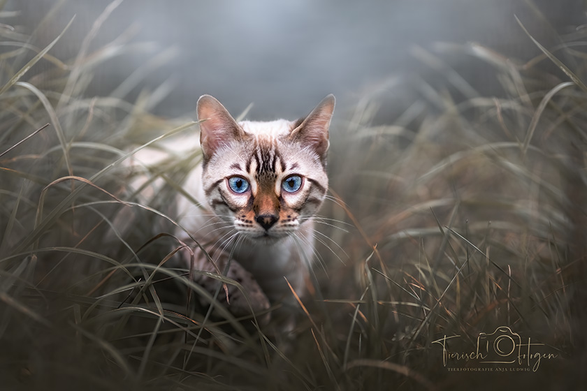Katzenfotografie in Heinsberg