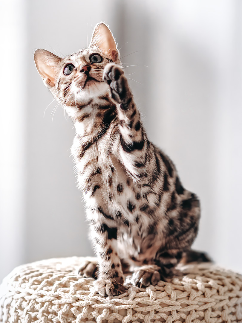 Züchtershooting Bengalkatze Kitten
