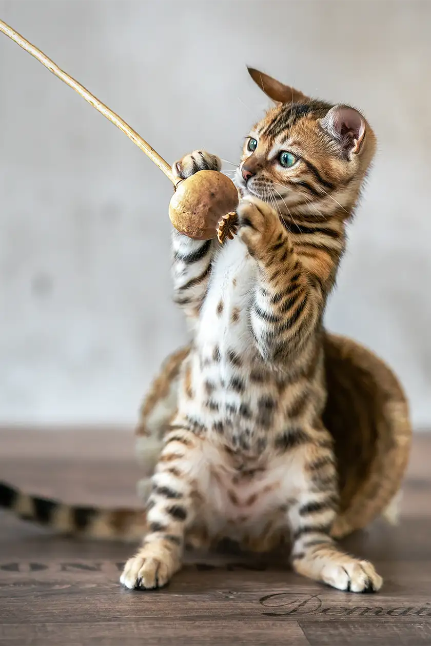 Fotoshooting mit spielendem Bengalkitten