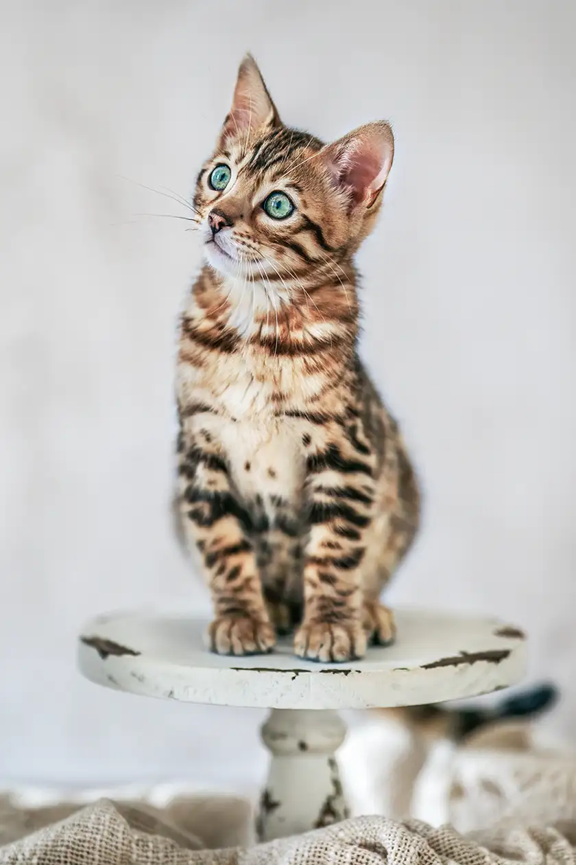 Fotoshooting mit Katzenbaby in Viersen