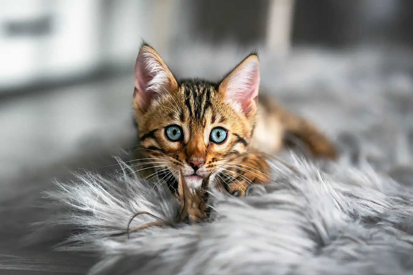 Bengalkitten schaut in die Kamera beim Fotoshooting