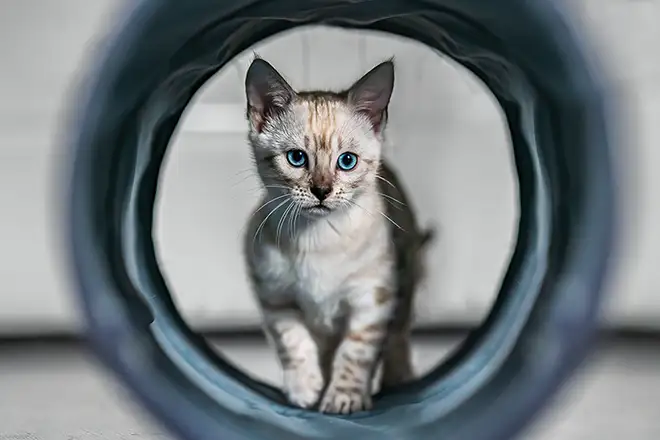 Bengalkitten beim Fotoshooting in Viersen