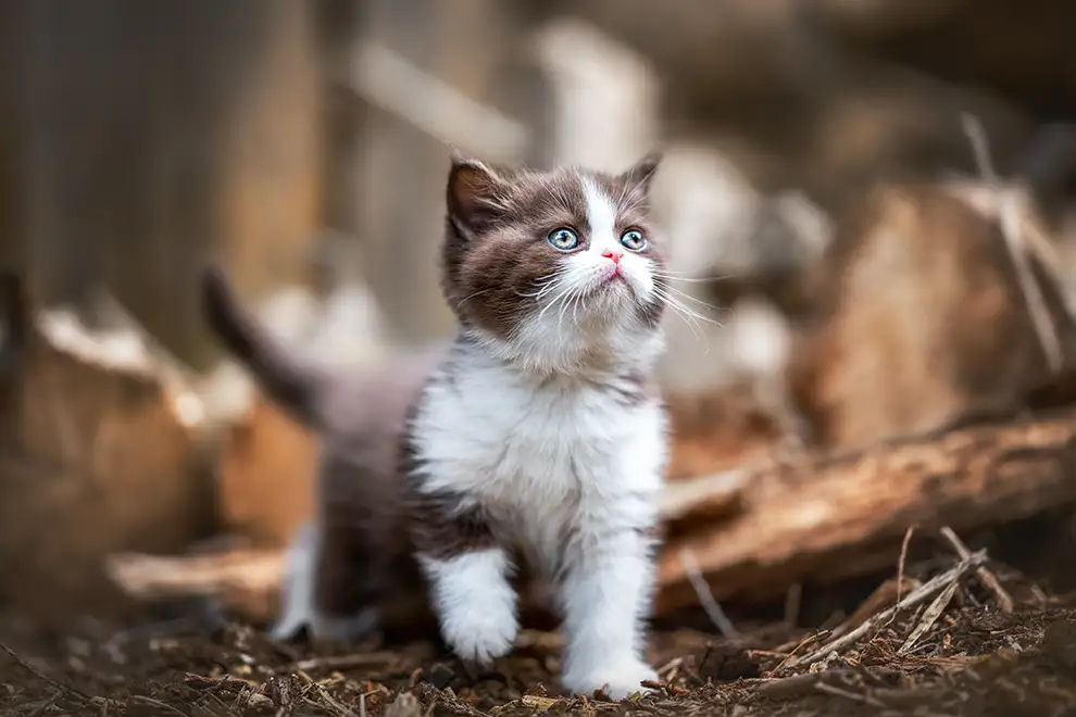 Kaztenshooting mit Britisch Kurzhaar Kitten