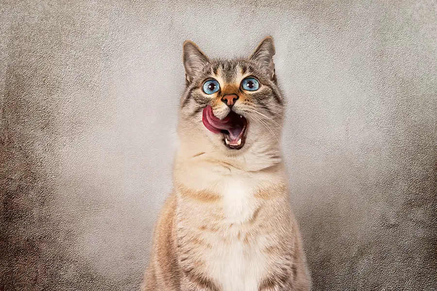 Siamkatze leckt sich das Mäulchen