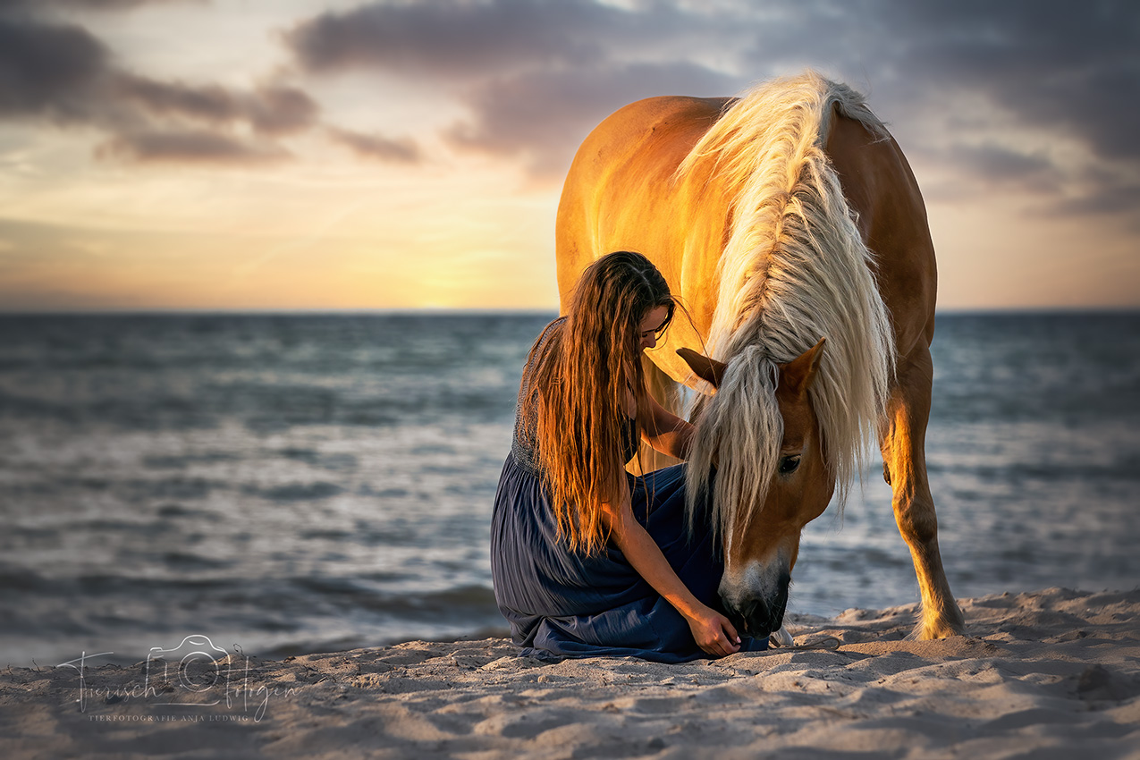 Pferdefotografie in Renesse 