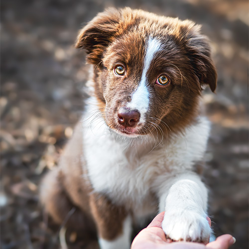 Hundefotografie Welpe
