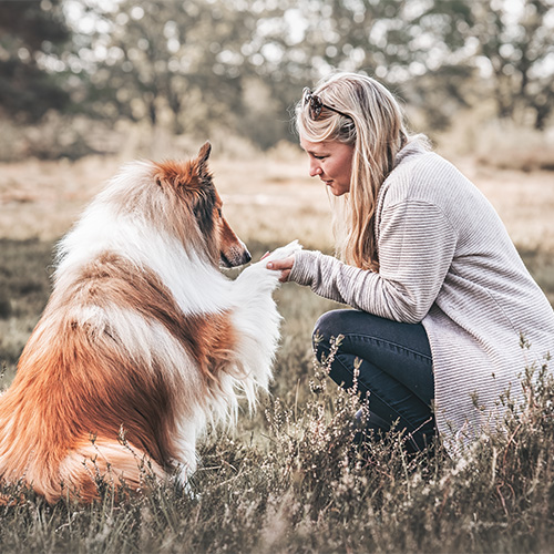 Hundefotografie Collie