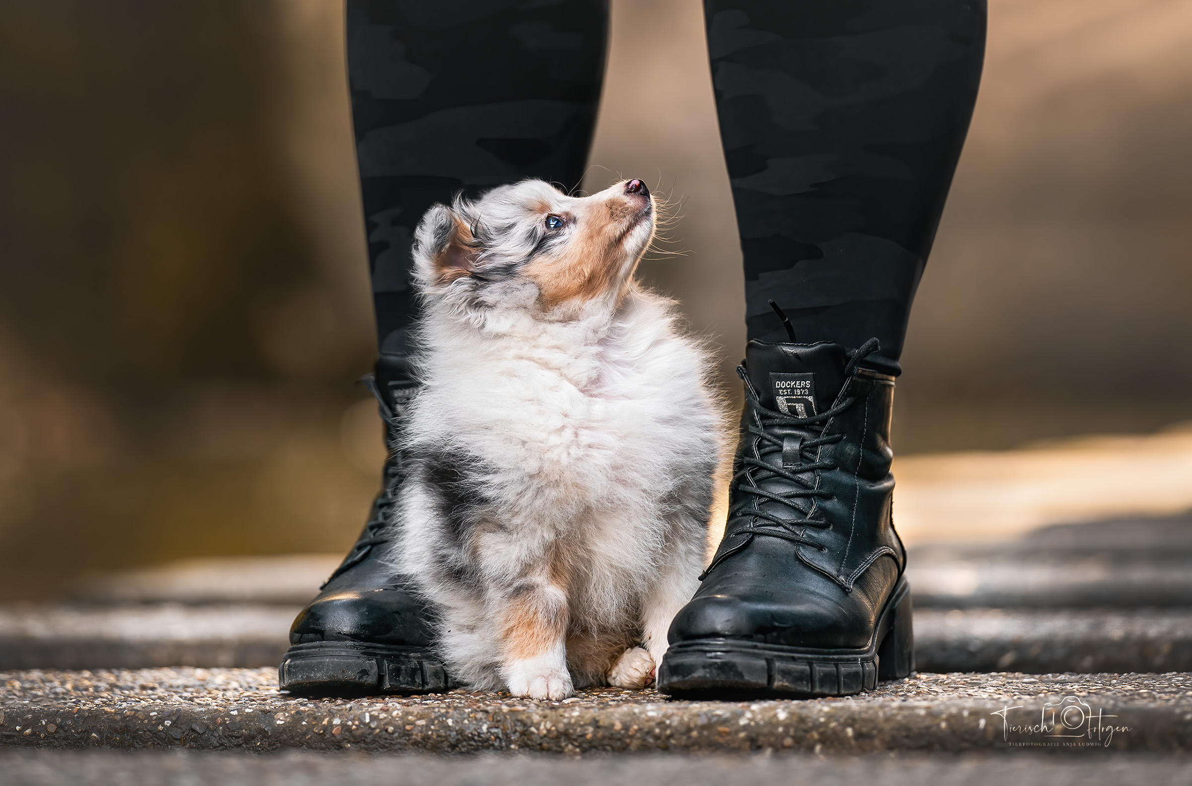 Welpen fotografie